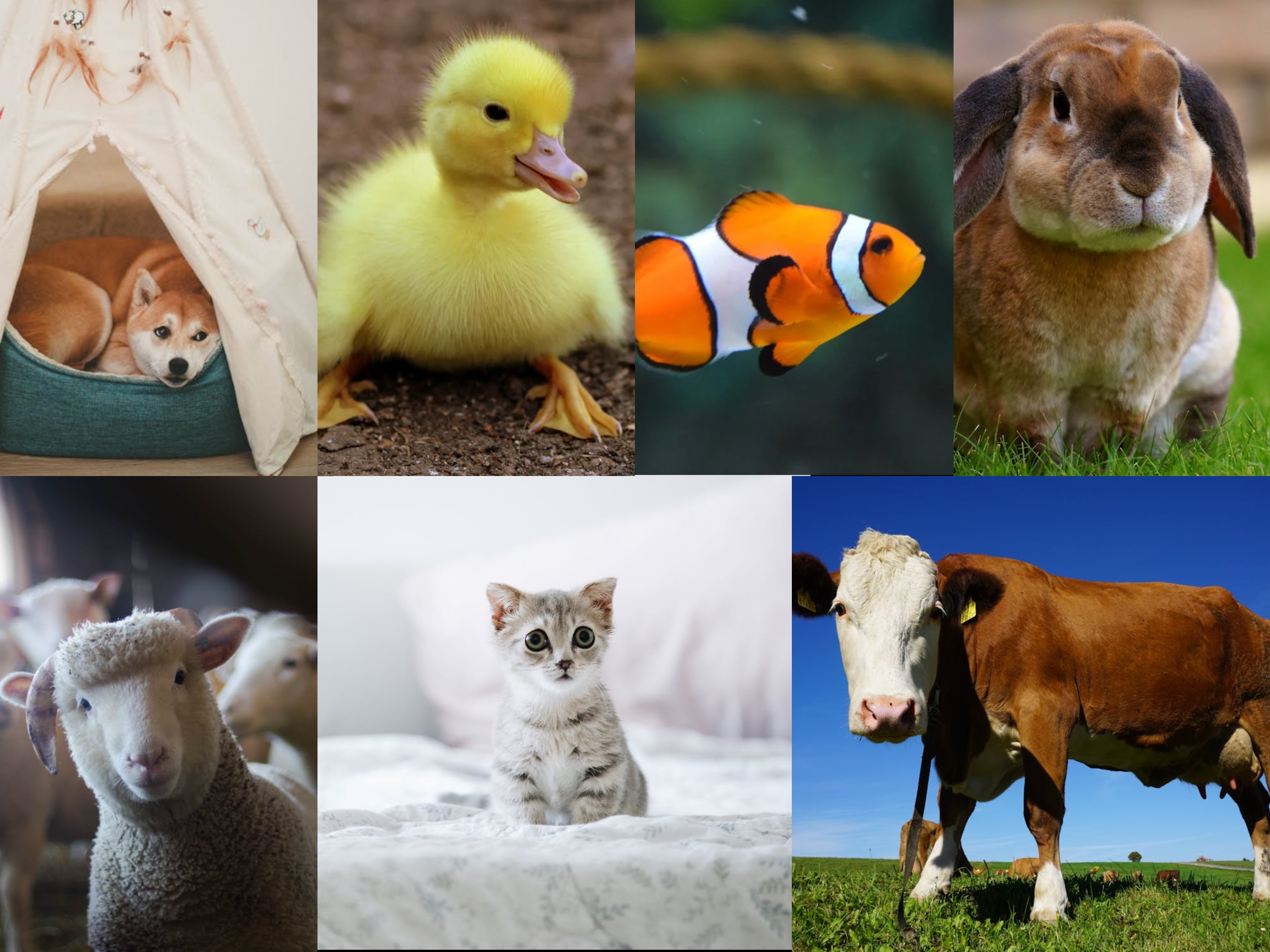 Common Animals – A1 Vocabulary Exercises